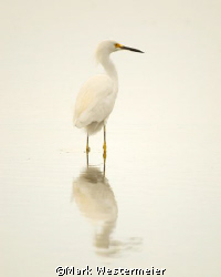Foggy Morning Fishing - Image taken in SW Florida with a ... by Mark Westermeier 